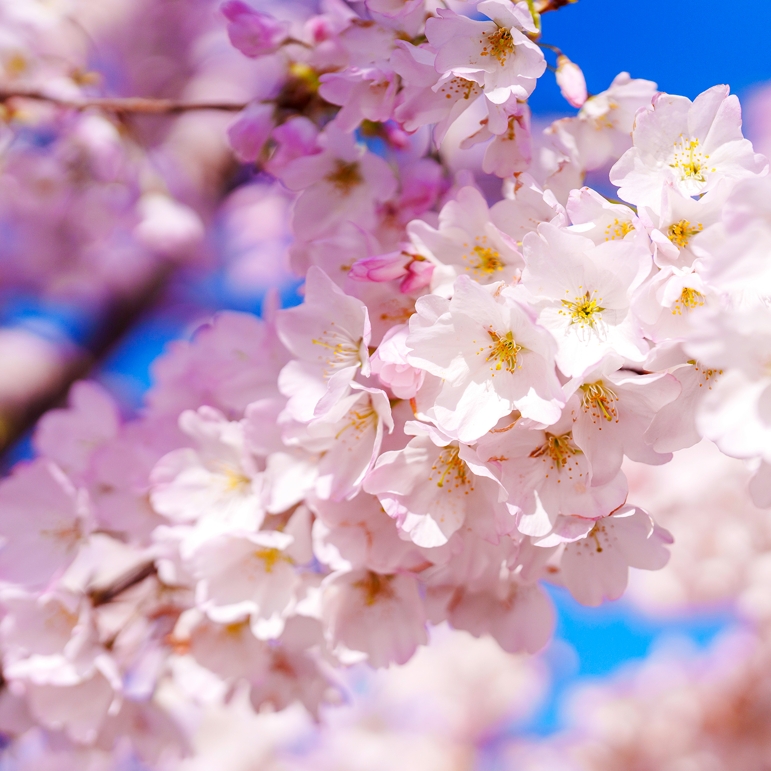 Cherry Blossom